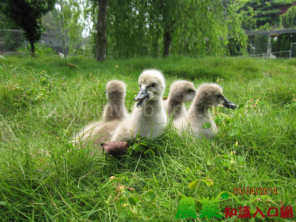 醜小鴨