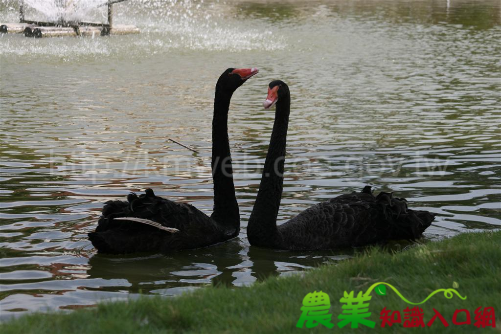 鶼鰈情深